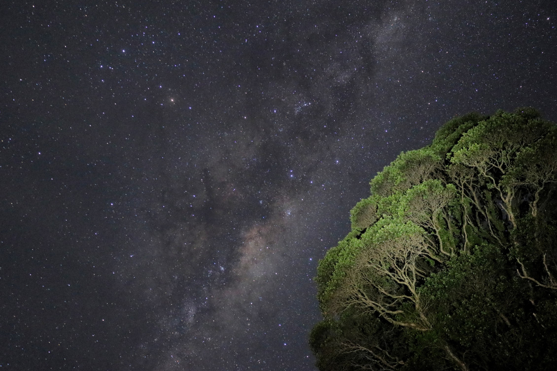 A view of the milky way, with a lush green tree in the foreground