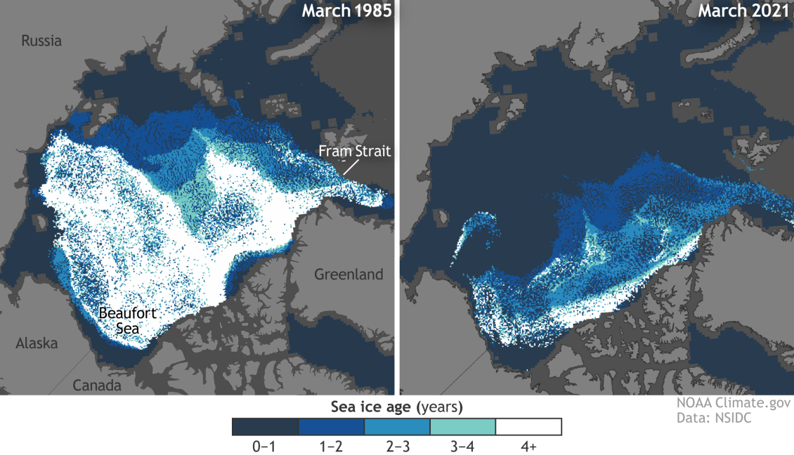 Comparative map showing how young, thin ice dominating today's ice pack