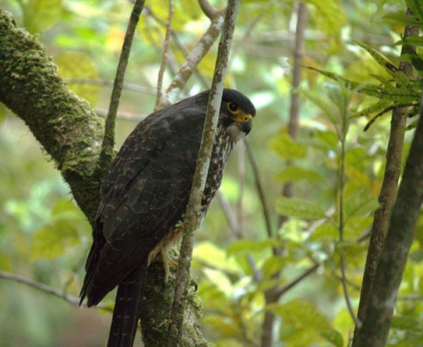 Karearea (native falcon) perched on a branch