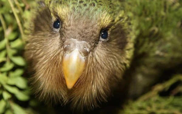 Kakapo chick ScaleMaxWidthWzExMzBd v2